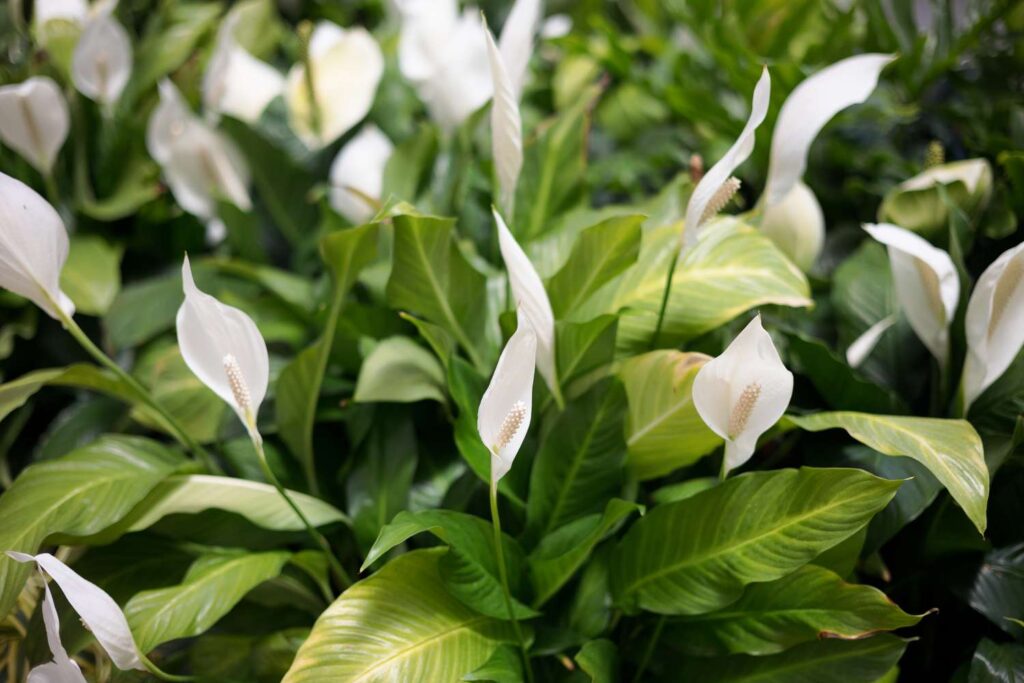 How To Propagate Peace Lily