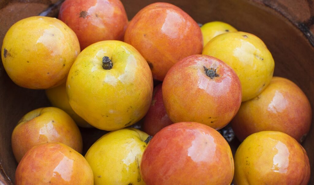 Jocote Fruit (Spondias Purpurea): All You Need To Know About This Fruit