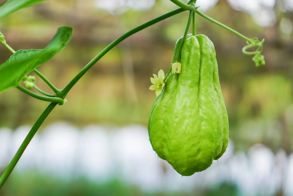 7 Surprising Fruits That Look Like Bananas 3 Chayote