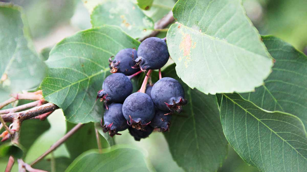 Vibrant and Unique: 22 Amazing Fruits That Are Blue In Color 31 image 12