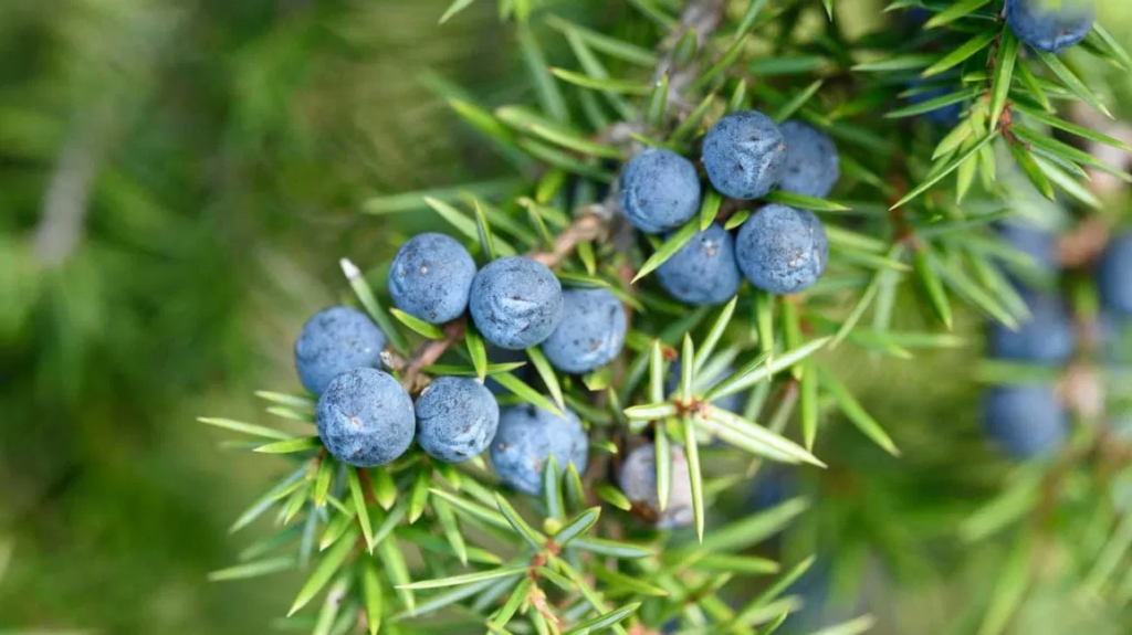 Vibrant and Unique: 22 Amazing Fruits That Are Blue In Color 29 image 14