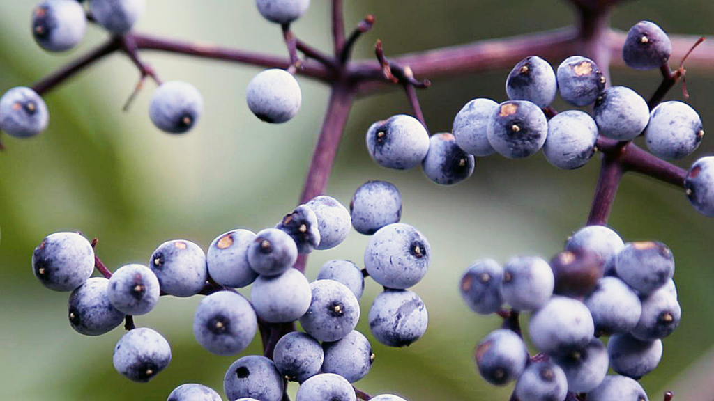 Vibrant and Unique: 22 Amazing Fruits That Are Blue In Color 32 image 16
