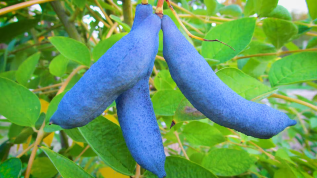 Vibrant and Unique: 22 Amazing Fruits That Are Blue In Color 35 image 19