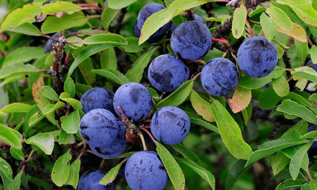Vibrant and Unique: 22 Amazing Fruits That Are Blue In Color 21 image 6