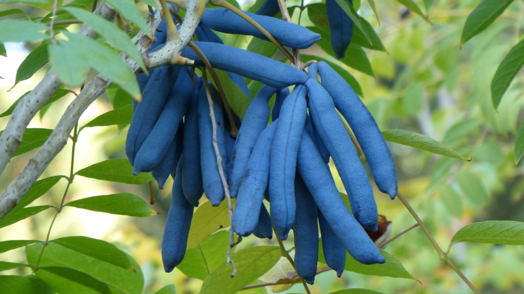 Vibrant and Unique: 22 Amazing Fruits That Are Blue In Color 24 image 8