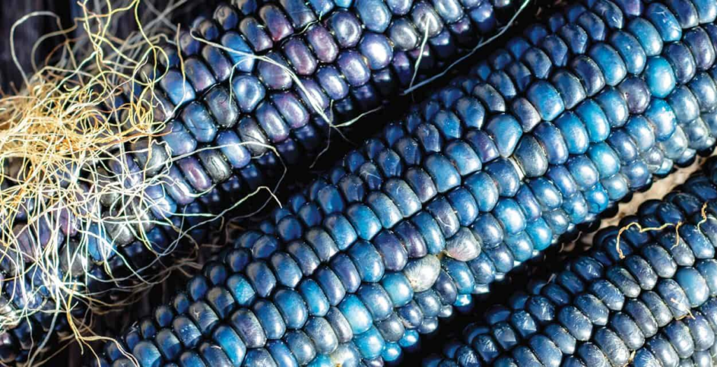 Vibrant and Unique: 22 Amazing Fruits That Are Blue In Color 25 image 9