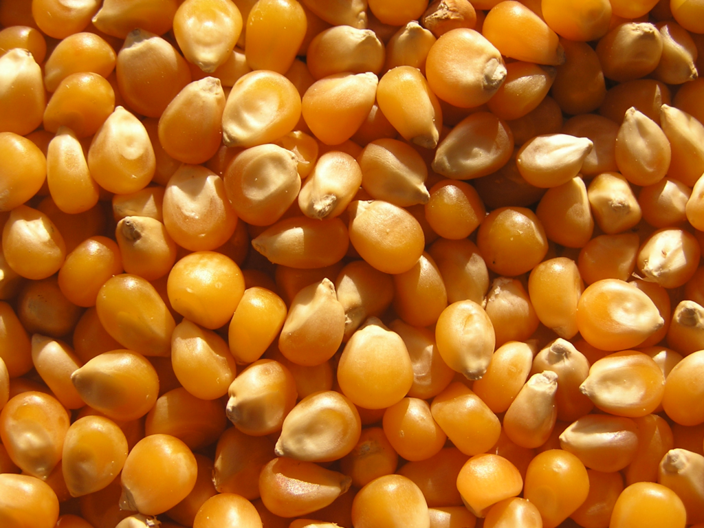 12 Vegetables That Are Actually Fruits (You Won't Believe) 12 image 43