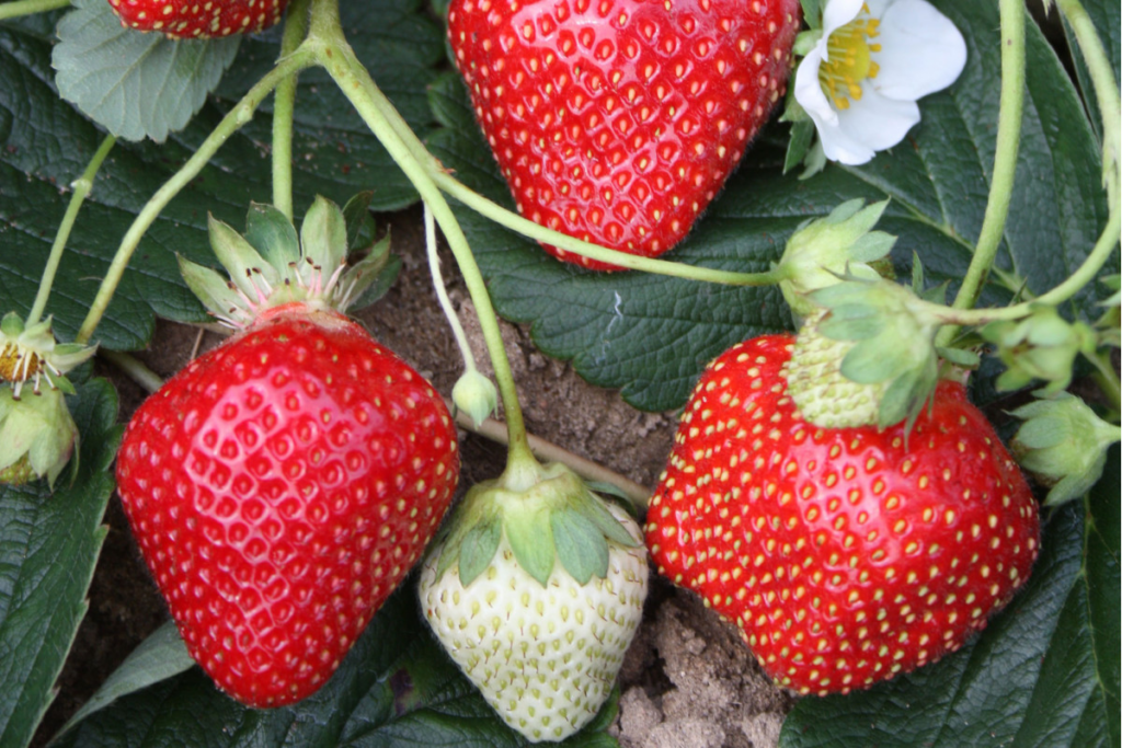 20 Popular Varieties Of Strawberries - And Which To Choose 4 image 139