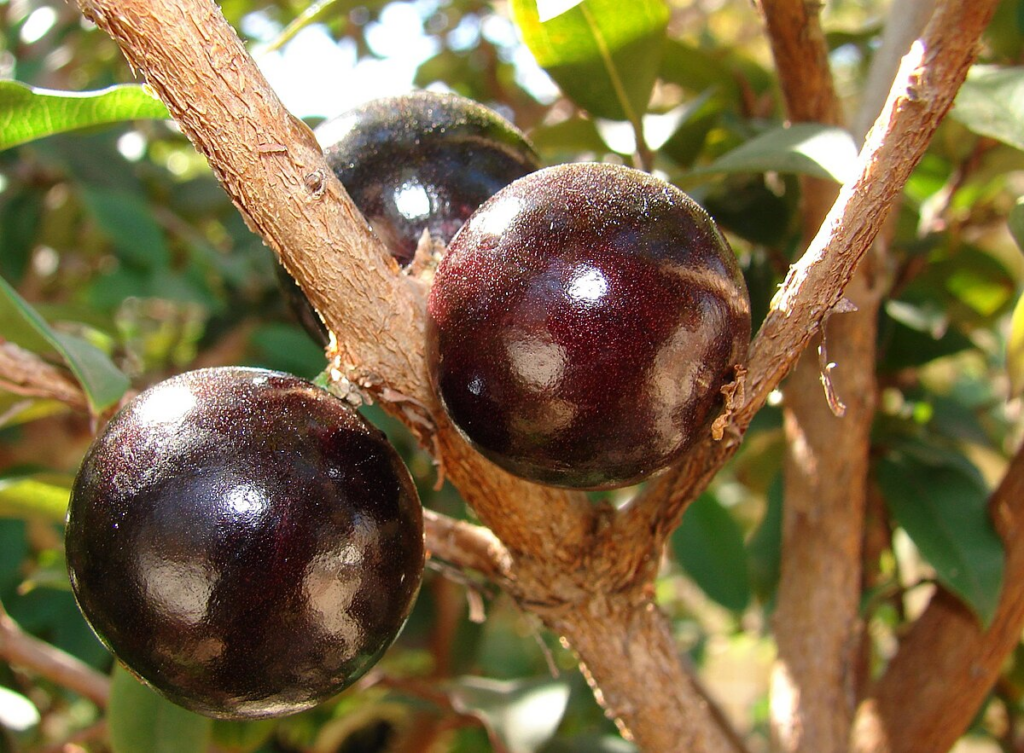 What Are The Rarest Fruit In The World? Here Are The Top 15 22 image 19