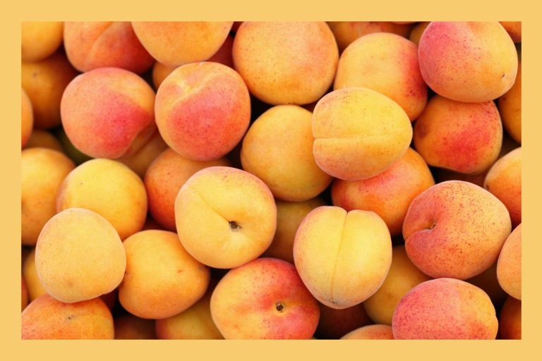 5 Best Way To Store Apricots Properly – The Right Way