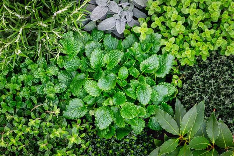 24 Herbs And Their Meanings: Symbolic & Medicinal