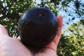 40 Fruit That Starts With B (With Pictures) 24 Black apple - Fruit That Starts With B