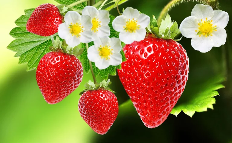 Is a Strawberry a Fruit or a Vegetable? | The Complete Explanation