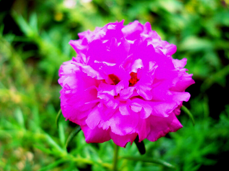 How To Grow 10 O’clock Flower Properly Like A Pro