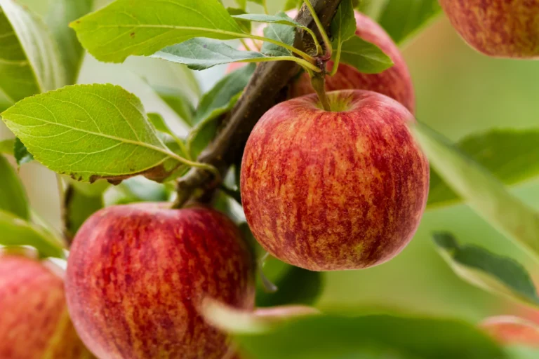 Are Gala Apples Good for You? [ANSWERED]