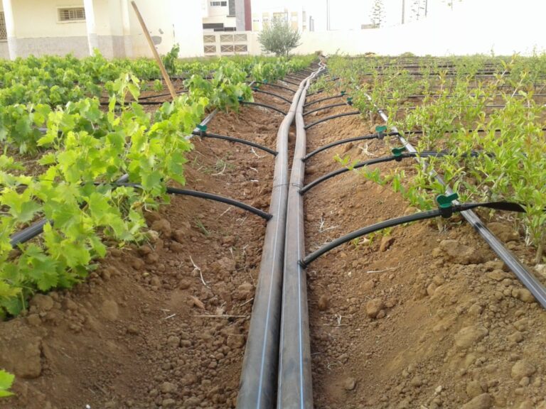 5 Best Irrigation System For Fruit Trees: To Boost Your Harvest