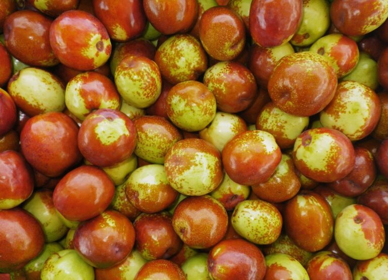 Can Pregnant Lady Eat Jujube Fruit? Yes And See Why