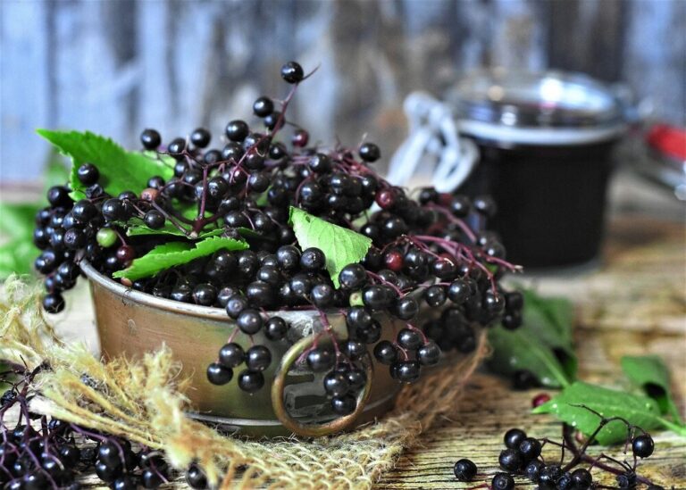 How To Prune Elderberry Properly Like A Pro