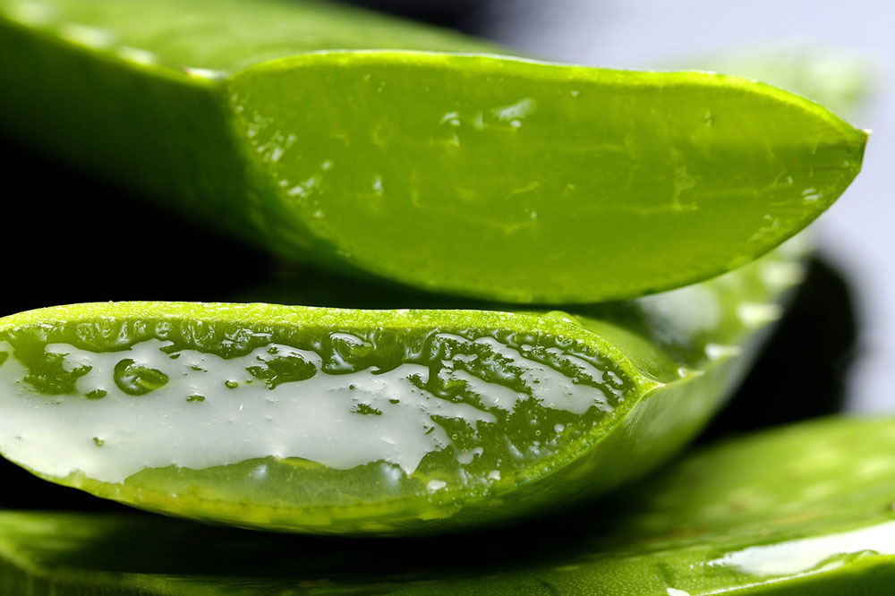 How To Cut Aloe Vera Plant Without Killing It
