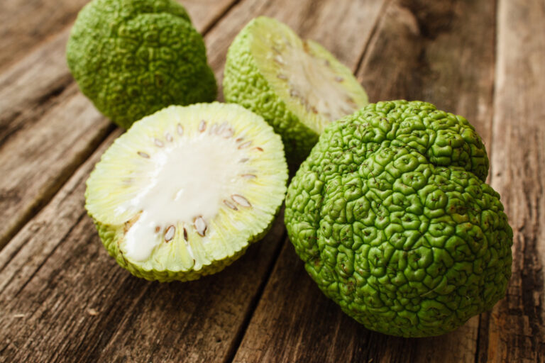 How To Grow An Osage Orange Tree From Seed: Step-By-Step Guide
