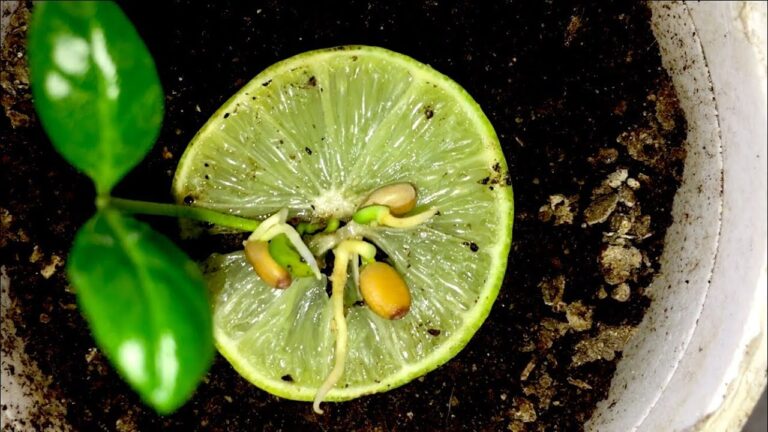 How To Grow Lime From Seed: Step-By-Step Guide