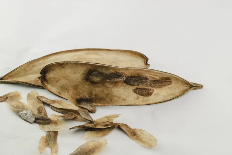How To Grow Plumeria Seeds: Step-By-Step Guide