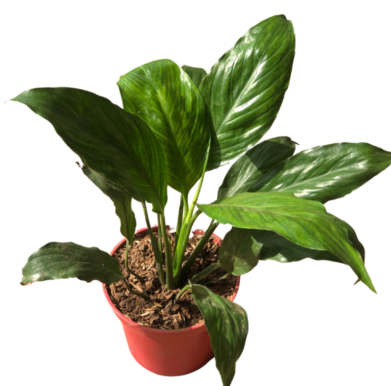 How To Propagate Peace Lily Properly: Step-By-Step Guide