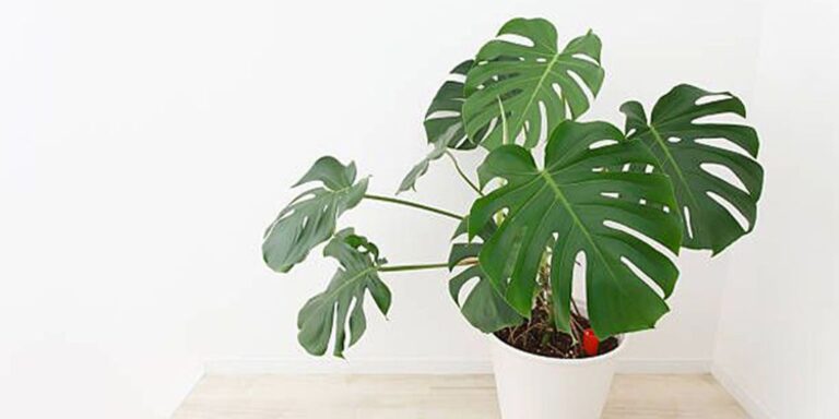 How To Propagate Swiss Cheese Plant: Step-By-Step Guide