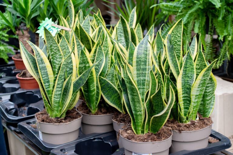 How To Prune A Snake Plant Properly Like A Pro