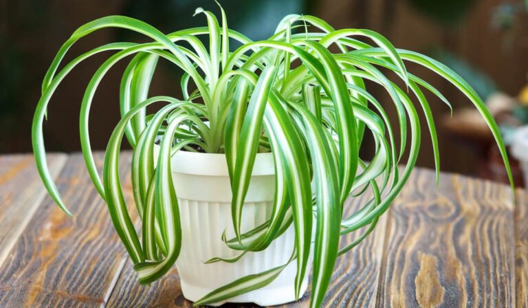 How To Prune A Spider Plant Properly: Step-By-Step Guide