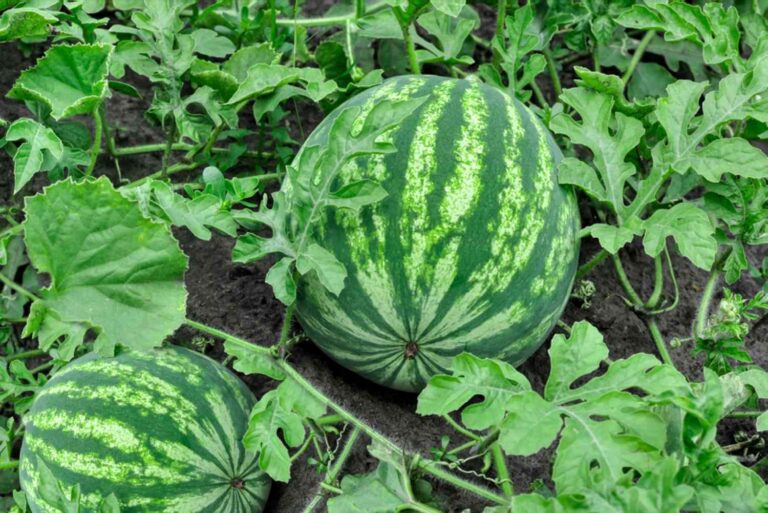 How To Prune Watermelon Plant: A Step-By-Step Guide