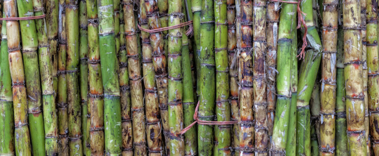 Is Sugarcane A Fruit Or Vegetable Or Grass? All You Need To Know