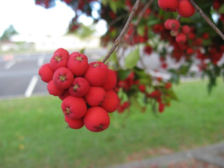 Riberry (Syzygium luehmannii): All You Need To Know This Fruit