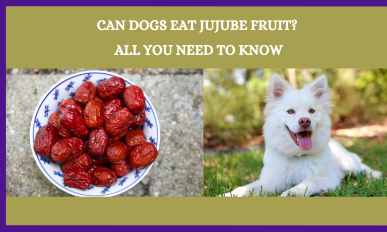 Can Dogs Eat Jujube Fruit? All You Need To Know