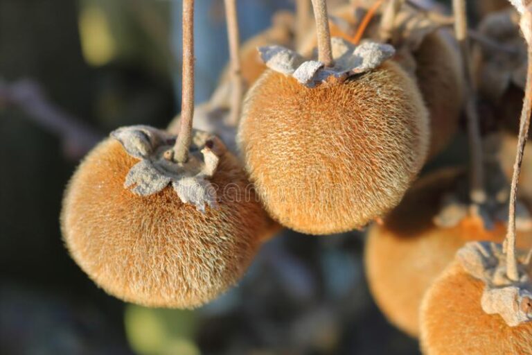 How To Eat Sycamore Fruit Properly – A Guide
