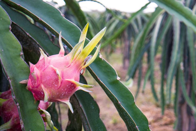 Best Soil For Growing Dragon Fruit – To Get Maximum Yields!