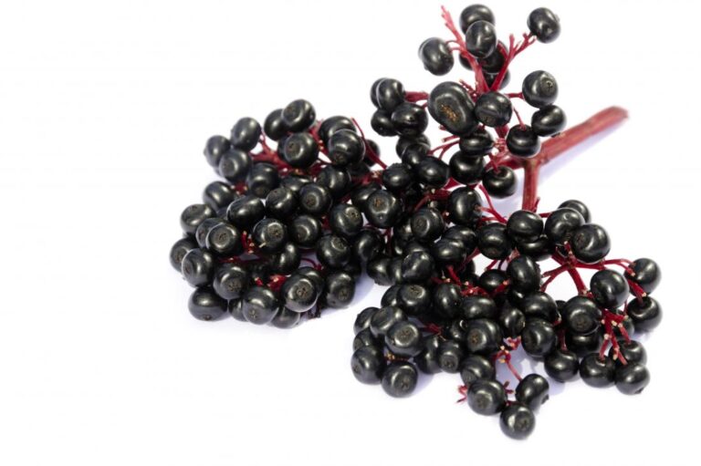 How To Store Elderberries For Long Term: Step-By-Step Guide