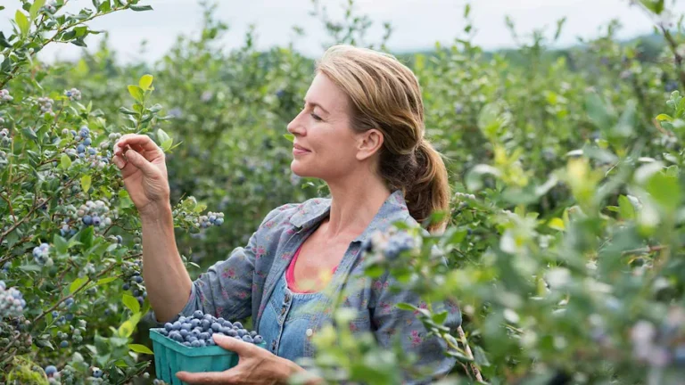 12 Best Companion Plants To Blueberries To Improve Yield