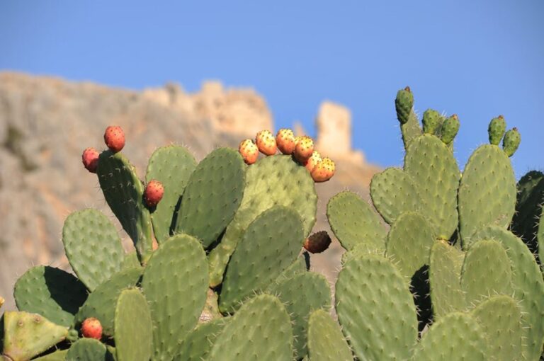 Can Dogs Eat Cactus Fruit? All You Need To Know
