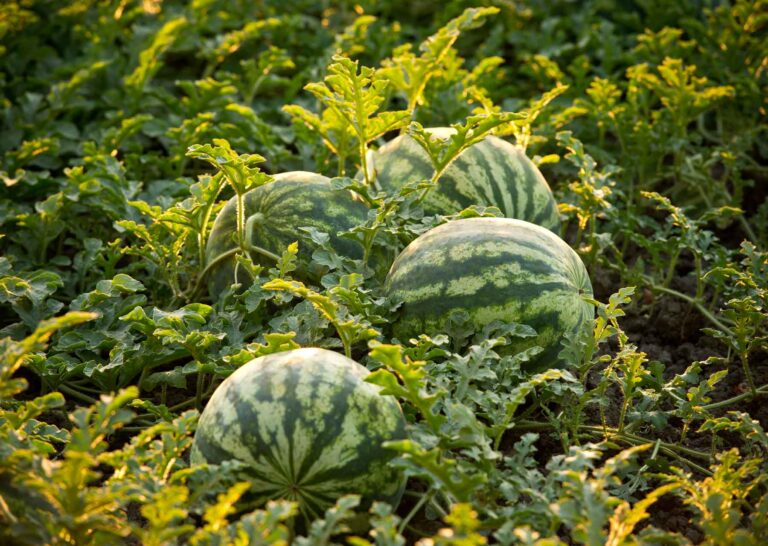 How Deep Do Watermelon Roots Grow? How Deep Do They Go?