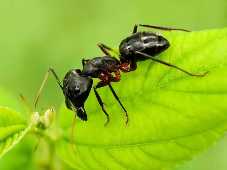 How to Keep Ants Off Fruit Trees: 100% Working Tips