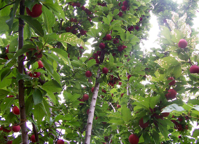 How To Keep Squirrels Out Of Fruit Trees [13 Sure Ways]