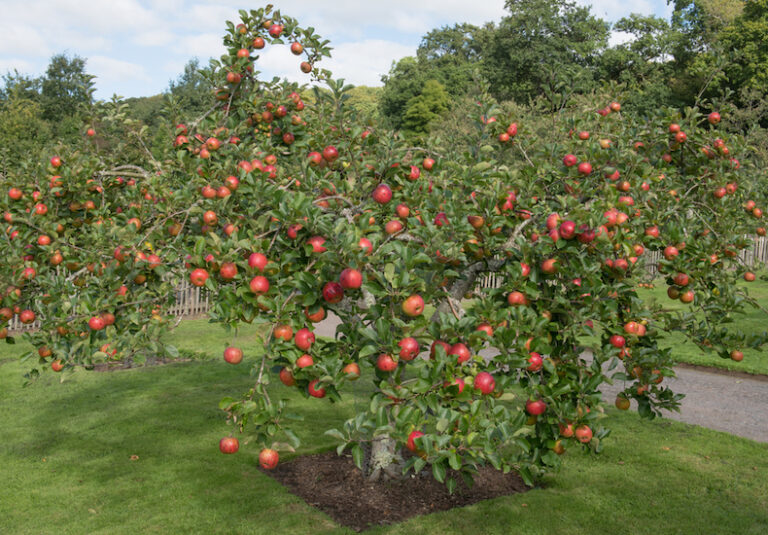 How To Prune A Fruit Tree To Keep It Small And Healthy
