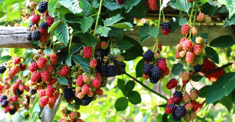 How to Keep Blackberries from Spreading for Easy Harvest