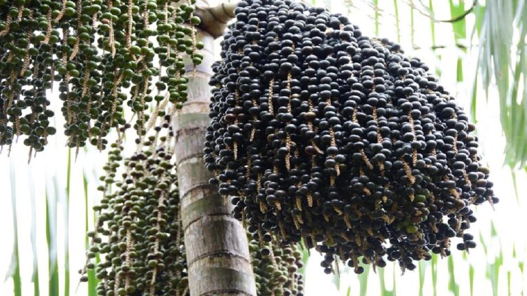 Is Acai A Tropical Fruit? All You Need To Know