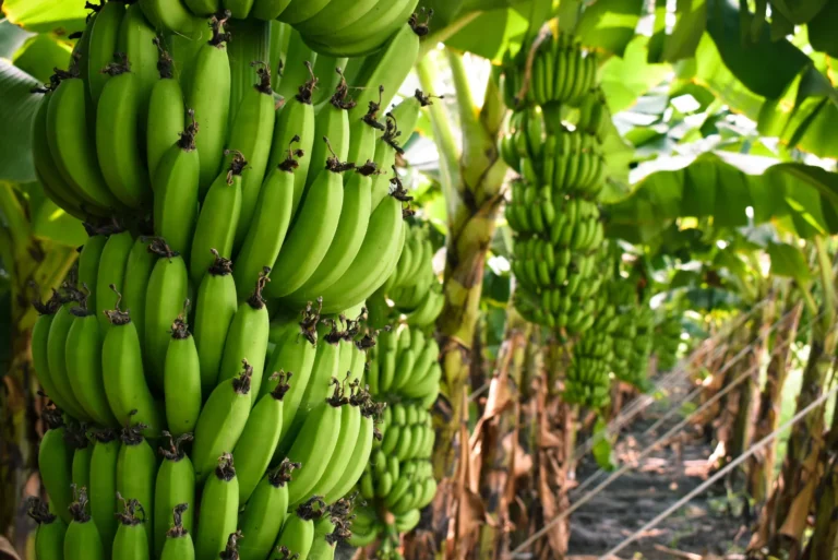 Is Banana A Tropical Fruit? All You Need To Know