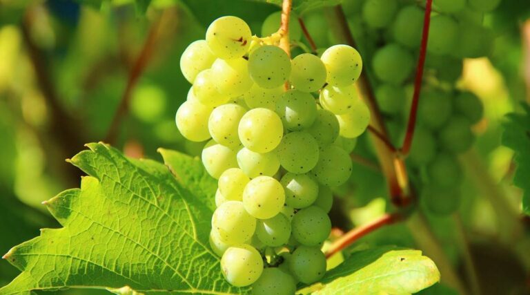 Is Grape A Tropical Fruit? All You Need To Know