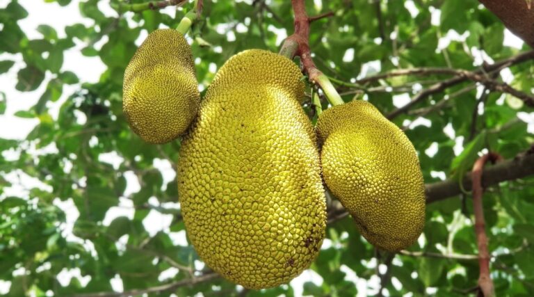 Is Jackfruit A Tropical Fruit? All You Need To Know