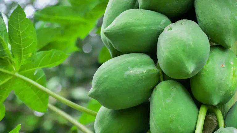 Is Papaya A Tropical Fruit? All You Need To Know