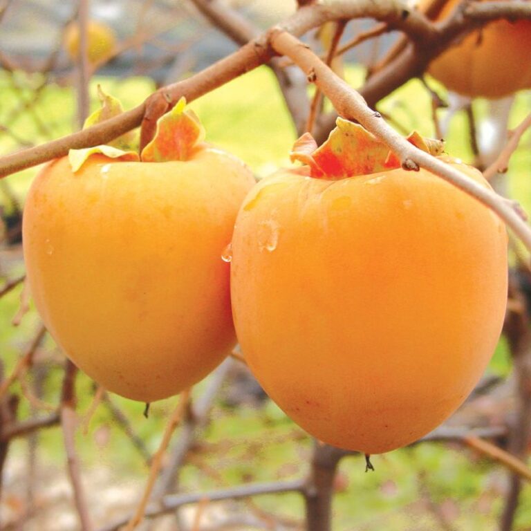 Is Persimmon A Tropical Fruit? All You Need To Know